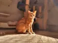Tony