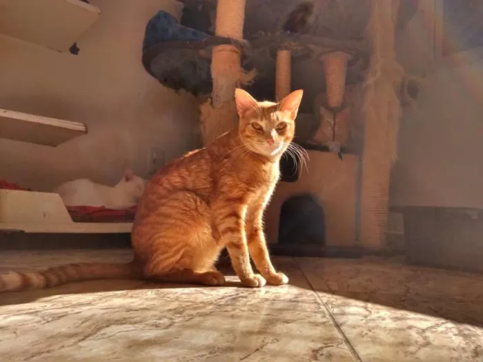 Gato ra a SRD idade 2 anos nome Tony