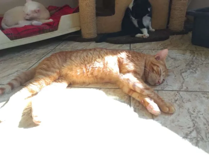 Gato ra a SRD idade 2 anos nome Tony