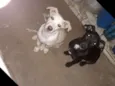 Chuca, tito, pretinh
