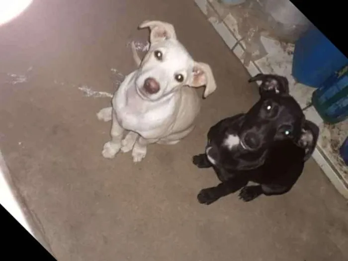 Cachorro raça SRD idade 7 a 11 meses nome Chuca, tito, pretinh