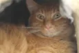 Tufão