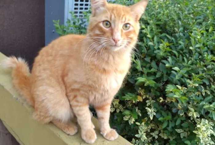 Gato ra a SRD idade 2 anos nome Tufão