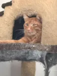 Tufão