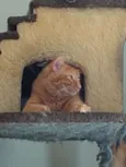 Tufão