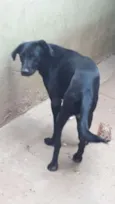 Chuca, tito, pretinh