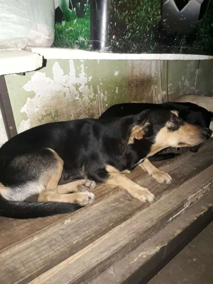 Cachorro raça SRD idade 7 a 11 meses nome Chuca, tito, pretinh
