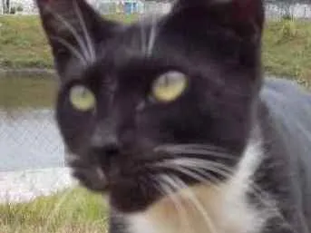 Gato raça Srd idade 7 a 11 meses nome Lils