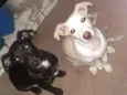 Chuca, tito, pretinh