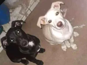 Cachorro raça SRD idade 7 a 11 meses nome Chuca, tito, pretinh