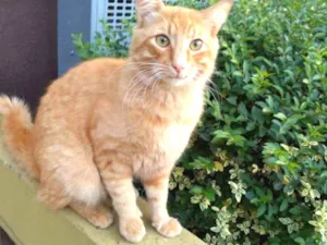 Gato raça SRD idade 2 anos nome Tufão