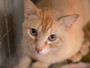 Gato raça SRD idade 2 anos nome Tony