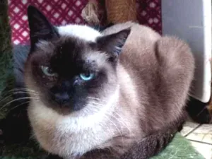 Gato raça SRD idade 2 anos nome Gardenia