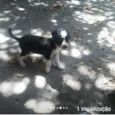 São 4 cachorrinhos