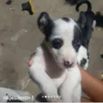 São 4 cachorrinhos