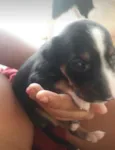 São 4 cachorrinhos