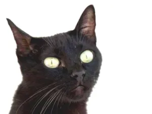 Gato raça SRD idade 1 ano nome Demolidor