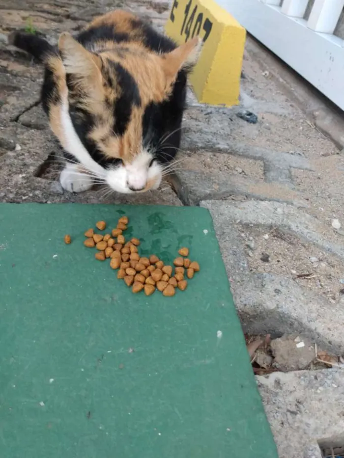 Gato raça Srd idade 2 a 6 meses nome Mel