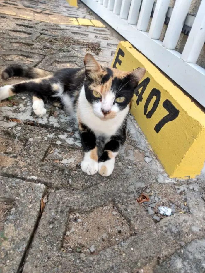 Gato raça Srd idade 2 a 6 meses nome Mel
