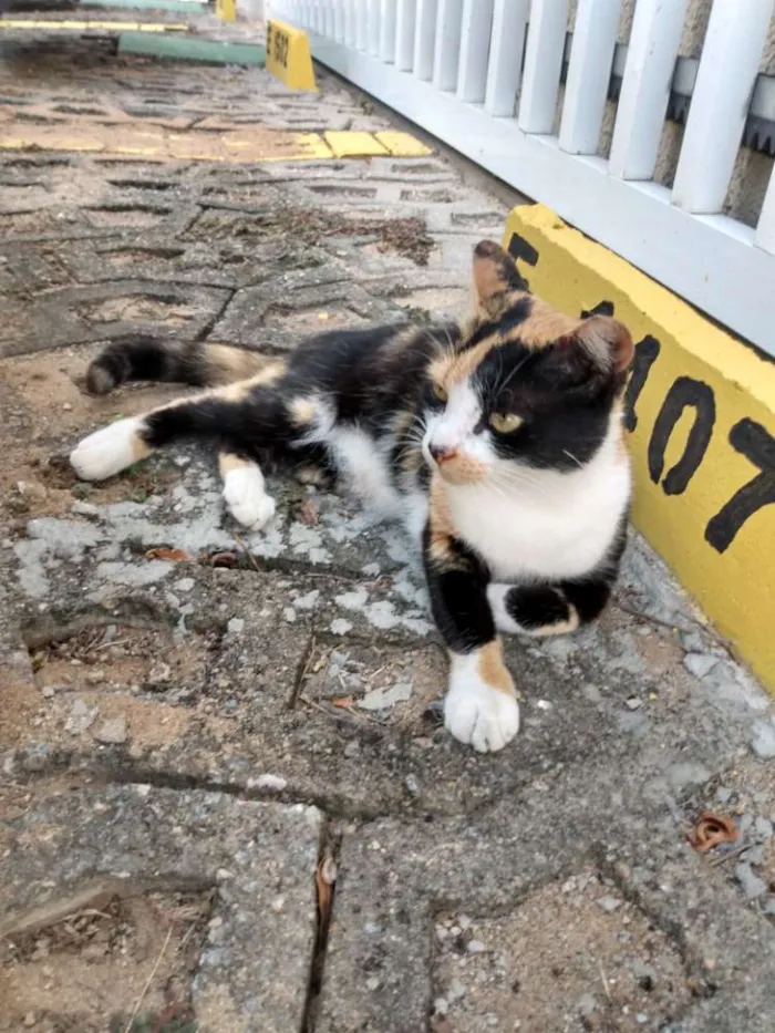 Gato raça Srd idade 2 a 6 meses nome Mel