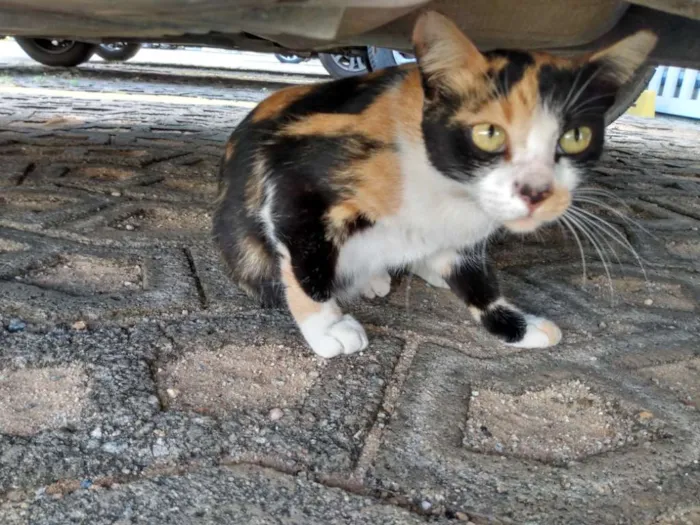 Gato raça Srd idade 2 a 6 meses nome Mel