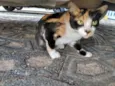 Mel