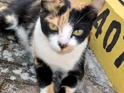 Gato raça Srd idade 2 a 6 meses nome Mel