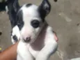 São 4 cachorrinhos