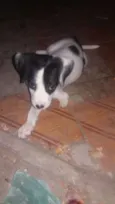 São 4 cachorrinhos