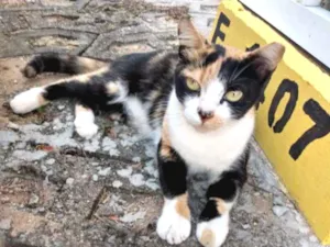 Gato raça Srd idade 2 a 6 meses nome Mel