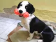 Bartolomeu