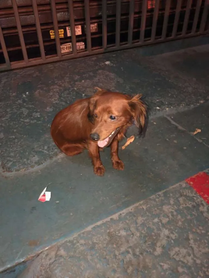 Cachorro ra a Srd idade 1 ano nome Sem nome