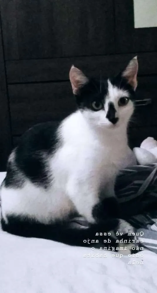 Gato ra a  idade 1 ano nome Luna