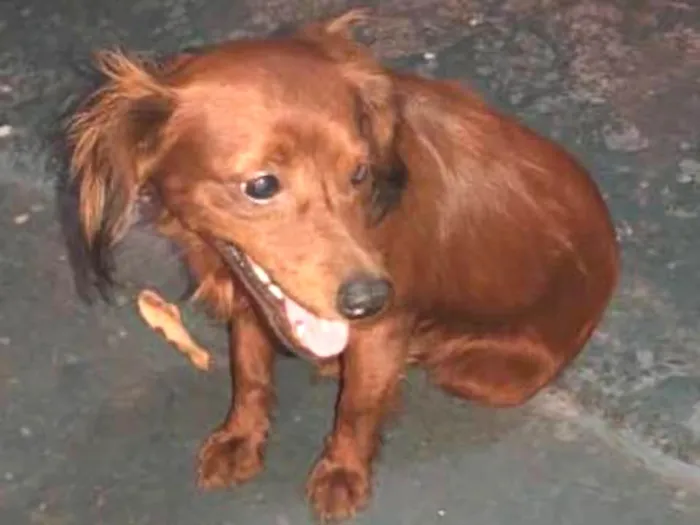 Cachorro ra a Srd idade 1 ano nome Sem nome
