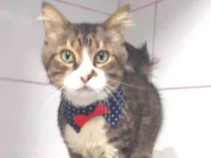 Gato raça  idade 2 anos nome Peter