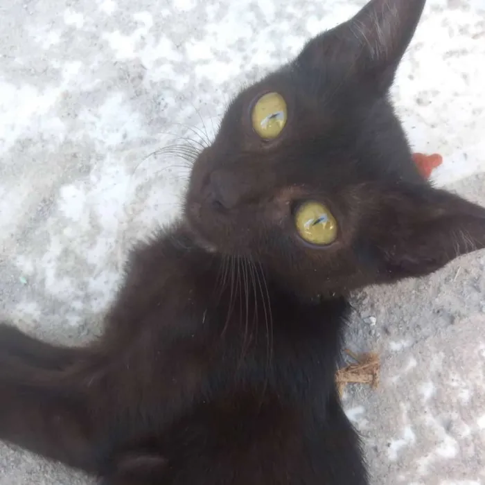 Gato raça SRD sem raça definida idade 2 a 6 meses nome Querubim