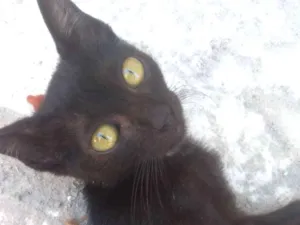 Gato raça SRD sem raça definida idade 2 a 6 meses nome Querubim