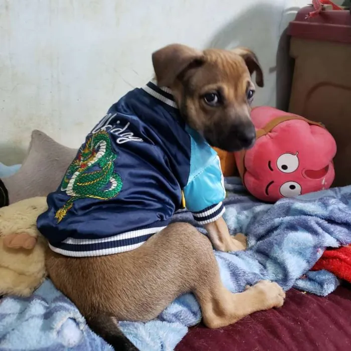 Cachorro ra a srd idade 2 a 6 meses nome Nico