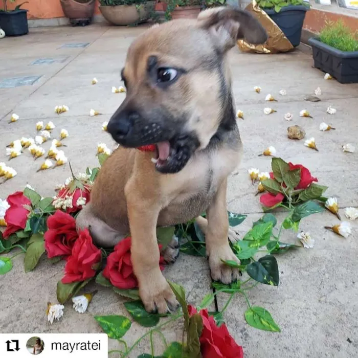 Cachorro ra a srd idade 2 a 6 meses nome Nico