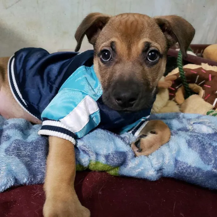 Cachorro ra a srd idade 2 a 6 meses nome Nico