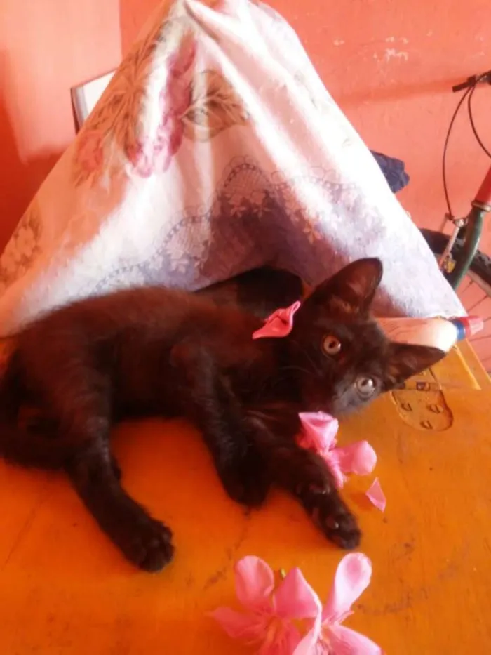 Gato ra a Misto idade 2 a 6 meses nome Pantera negra