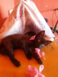 Pantera negra