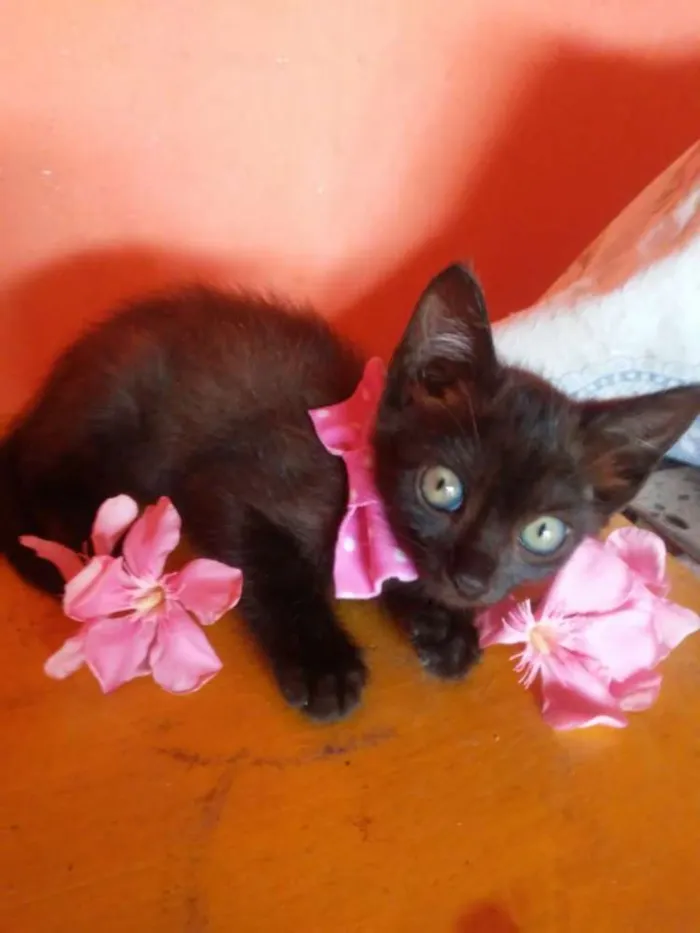 Gato ra a Misto idade 2 a 6 meses nome Pantera negra