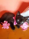 Pantera negra