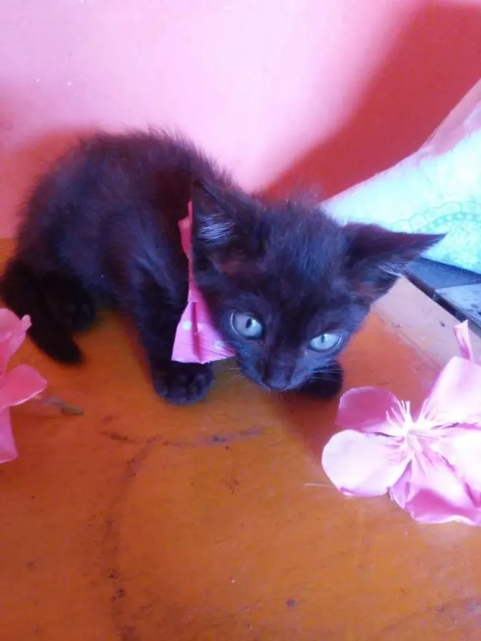 Gato ra a Misto idade 2 a 6 meses nome Pantera negra