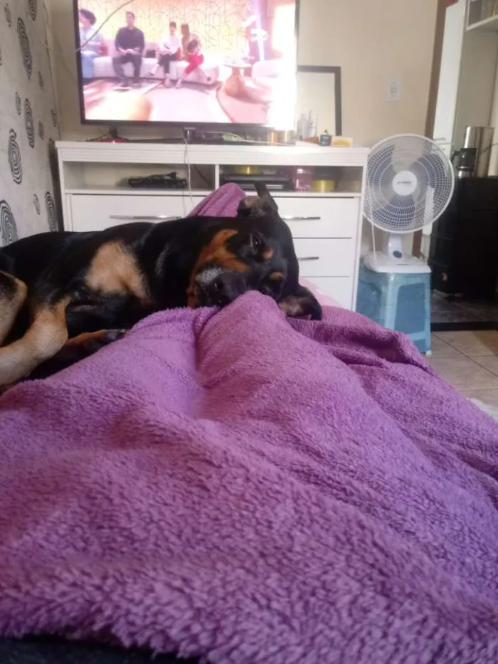 Cachorro raça Rotvailler com pastor alemão idade 3 anos nome Fred