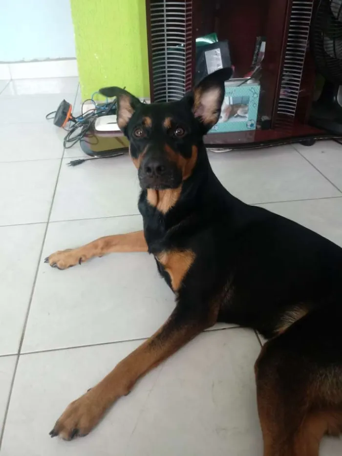 Cachorro raça Rotvailler com pastor alemão idade 3 anos nome Fred