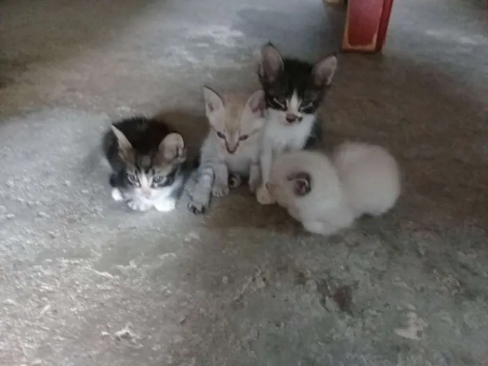 Gato raça Maltês idade Abaixo de 2 meses nome sem nome