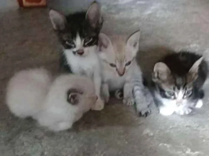 Gato raça Maltês idade Abaixo de 2 meses nome sem nome