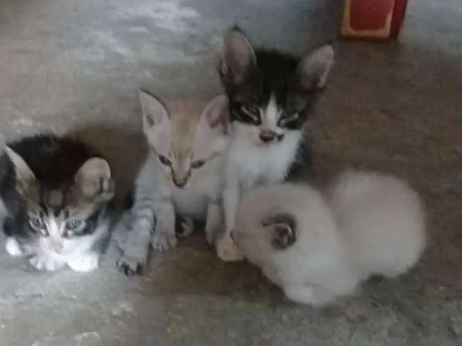 Gato raça Maltês idade Abaixo de 2 meses nome sem nome